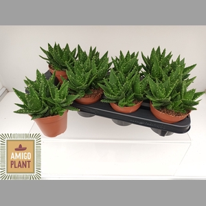 ALOE PERFOLIATA