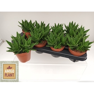 ALOE PERFOLIATA