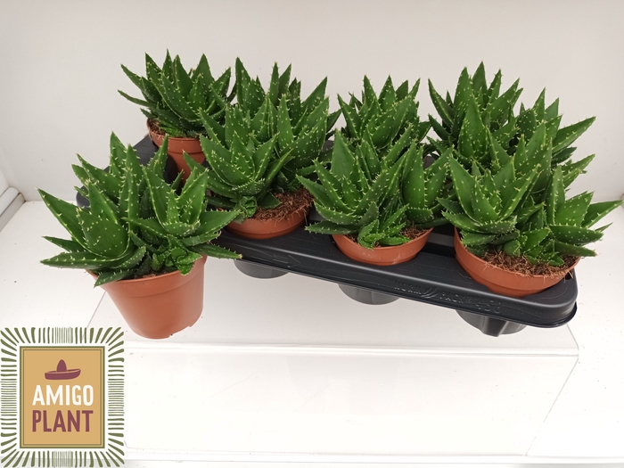 <h4>ALOE PERFOLIATA</h4>