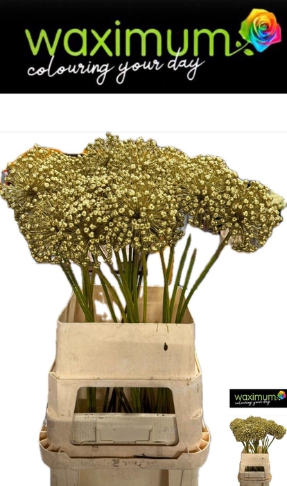 <h4>DECOGROEN OV KLB H%</h4>