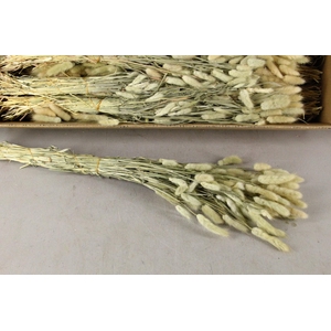 DF Lagurus Bs Naturel 100gr