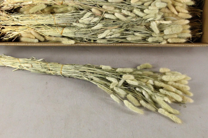 <h4>DF Lagurus Bs Naturel 100gr</h4>