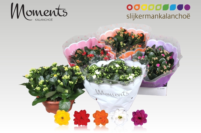 <h4>KAL GE GEM 5 KL</h4>