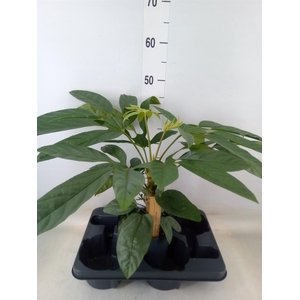 Planten Groen   ...L%