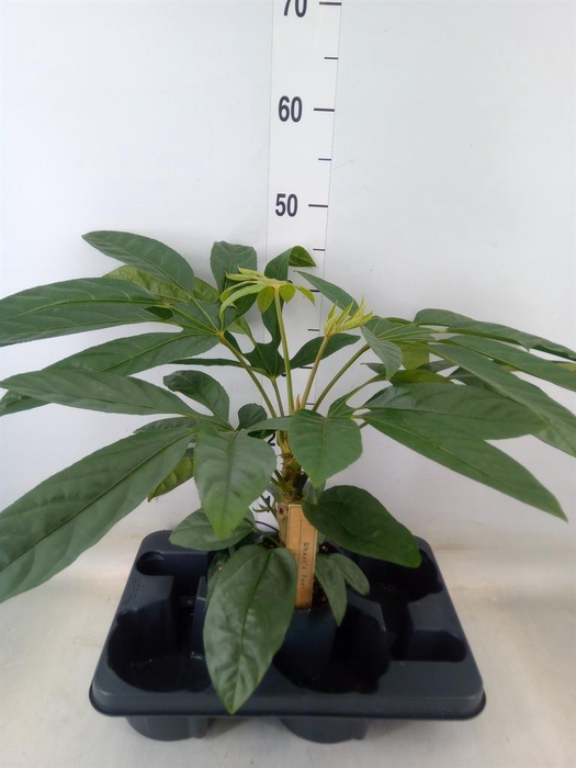 <h4>Planten Groen   ...L%</h4>