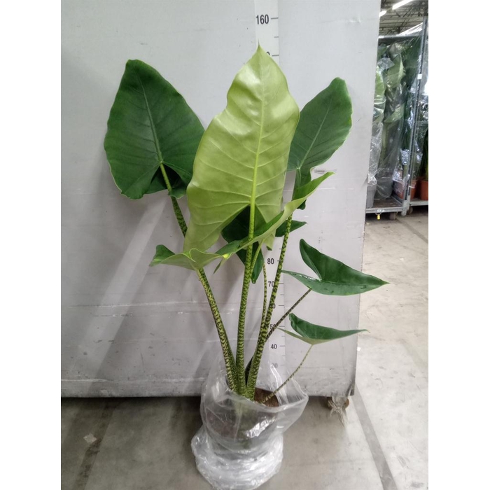 <h4>Alocasia zebrina</h4>