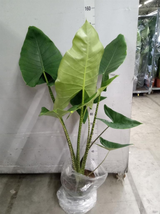 <h4>Alocasia zebrina</h4>