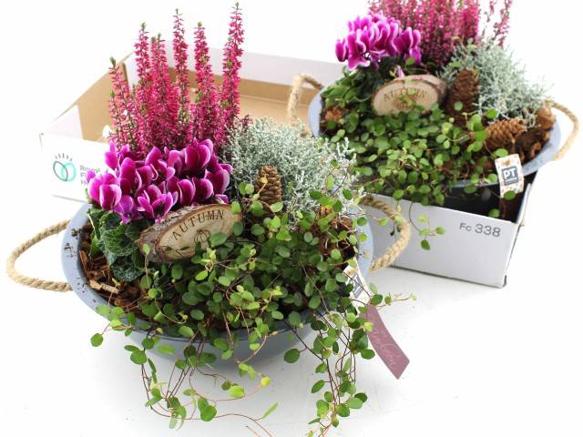 <h4>ARR TUINPLANTEN</h4>
