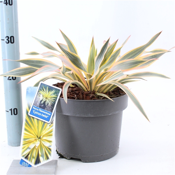 <h4>Yucca gloriosa 'Citrus Twist'® (SKYUC23CITWIB)</h4>