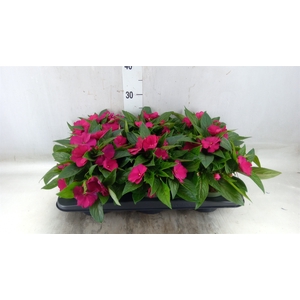 Impatiens NG 'Tamarinda Purple'