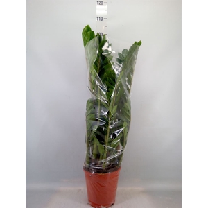 Zamioculcas zamiifolia