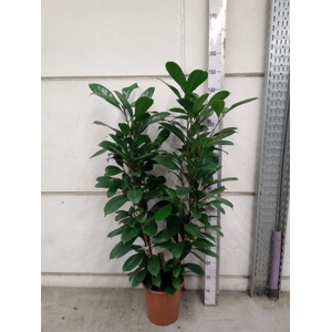 Ficus cyathistipula