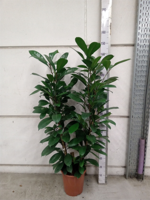 Ficus cyathistipula