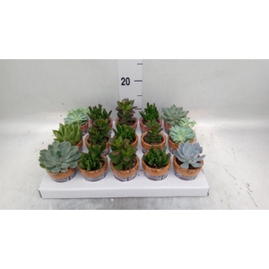 Succulents   ...