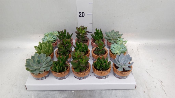 <h4>Succulents ...</h4>