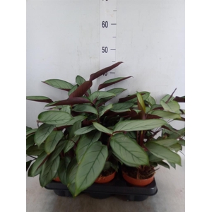 Ctenanthe   ...