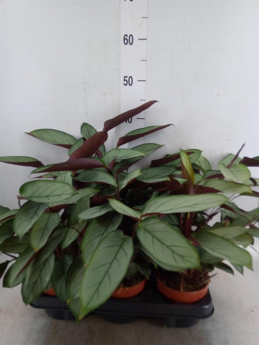 <h4>Ctenanthe   ...</h4>