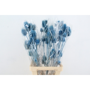 DF Dipsacus Light Blue Bs 130g