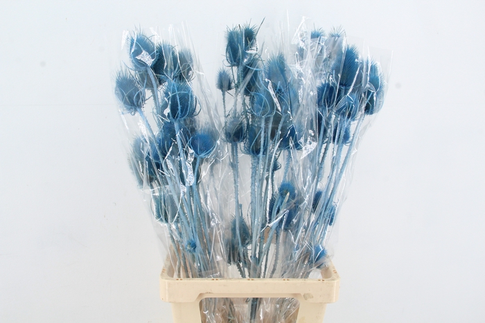 <h4>DF Dipsacus Light Blue Bs 130g</h4>