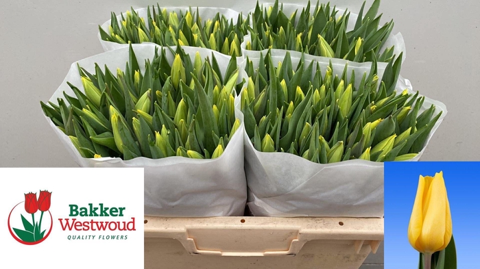 <h4>TU EN STRONG GOLD</h4>