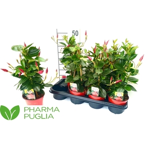 MANDE RIO DEEP RED