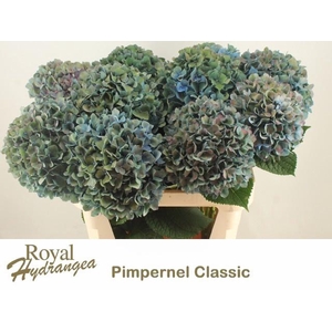 HYDR M CH PIMPERN CL