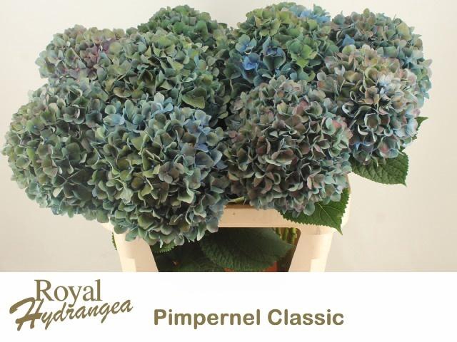 <h4>HYDR M CH PIMPERN CL</h4>