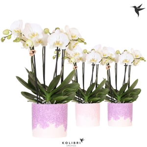 Kolibri Orchids Phalaenopsis Jewel Ghent 4 spike in Bloom pot lila mix