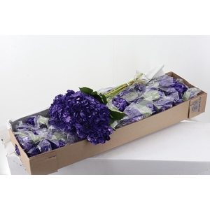 Hydr Purple Sel Tinted Box