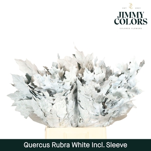 QUERCUS RUBRA DYED WHITE