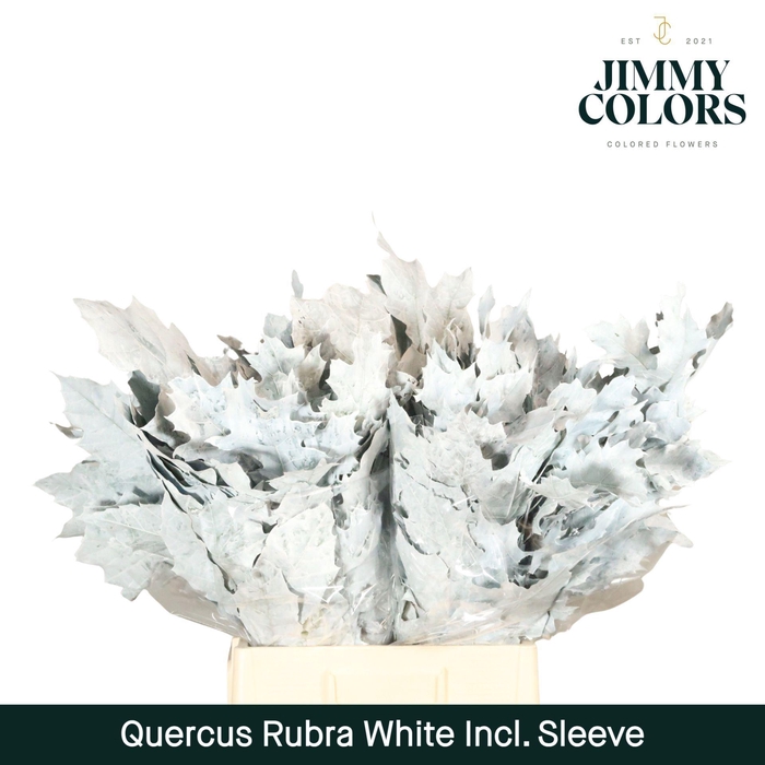 <h4>QUERCUS RUBRA DYED WHITE</h4>