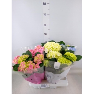 Hydrangea mac.   ...mix