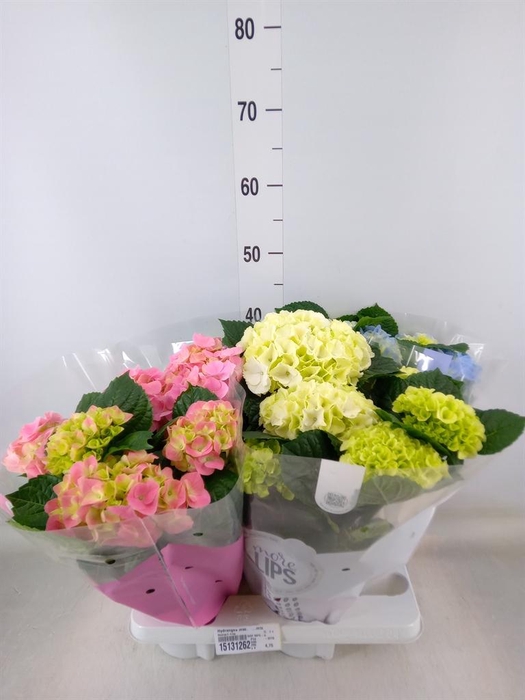 <h4>Hydrangea mac.   ...mix</h4>