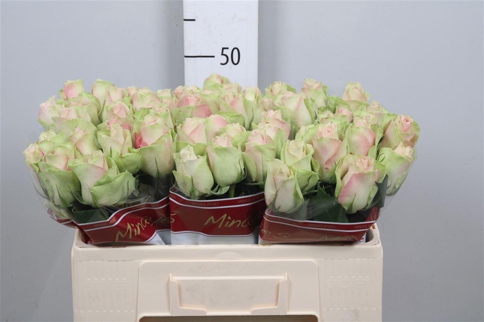 <h4>R Gr La Belle</h4>