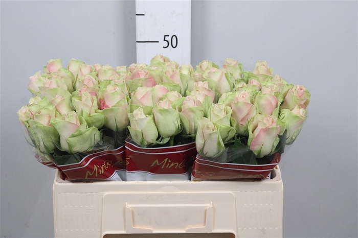 <h4>R Gr La Belle</h4>