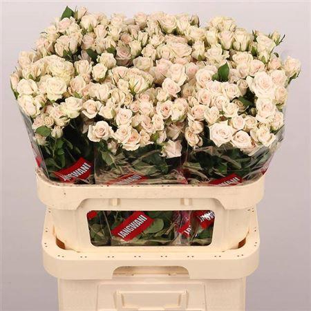 <h4>R Tr Royal Porcelina</h4>