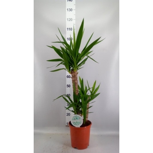 Yucca   ...