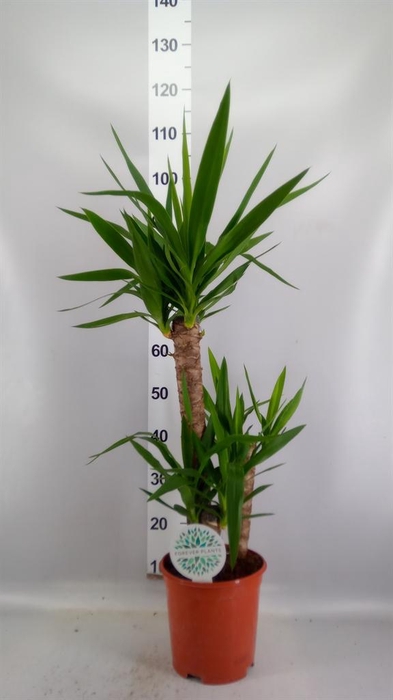 <h4>Yucca   ...</h4>