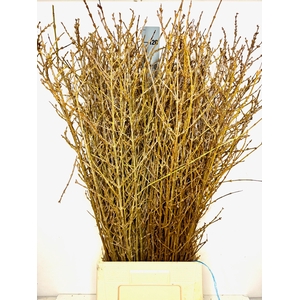 FORSYTHIA BOS