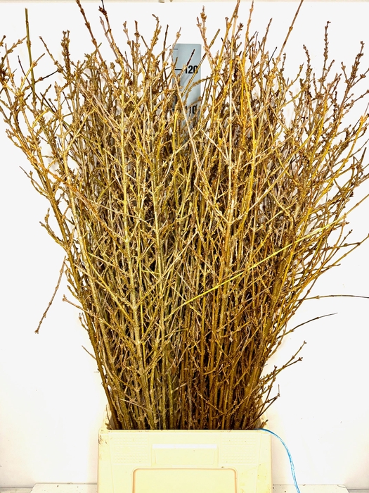 <h4>FORSYTHIA BOS</h4>