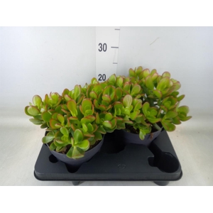 Crassula ovata