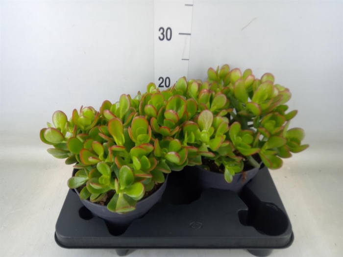 <h4>Crassula ovata</h4>