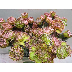 Di St G Hortensia