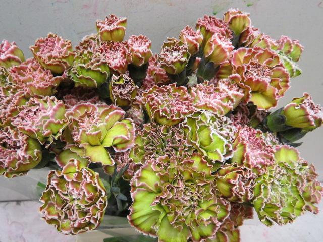 <h4>Di St G Hortensia</h4>