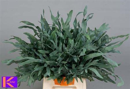 <h4>Cyrtomium Fort</h4>