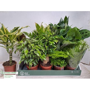 KAMERPLANT MIX P12