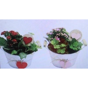 5467 ZINKSCHAALTJE HART