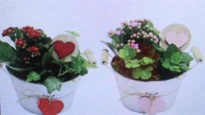 <h4>5467 ZINKSCHAALTJE HART</h4>