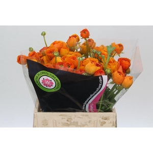 Ranunculus Charm Orange
