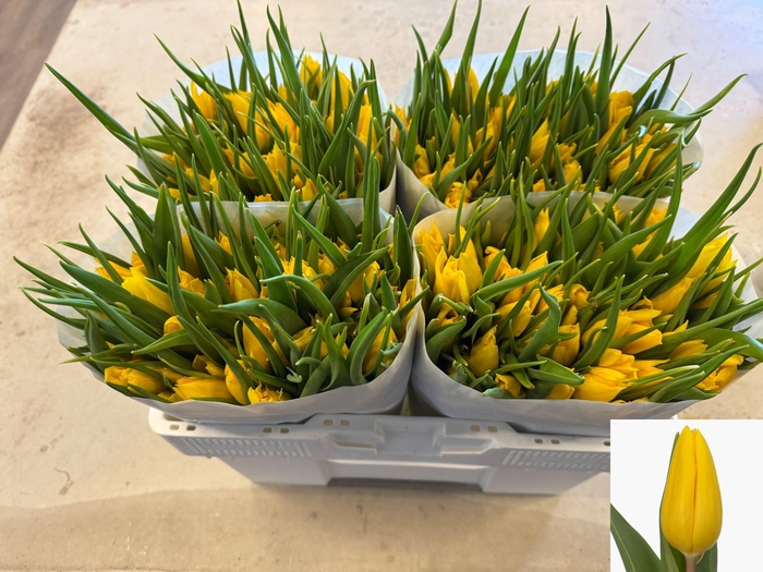 <h4>TU EN YOKOHAMA</h4>